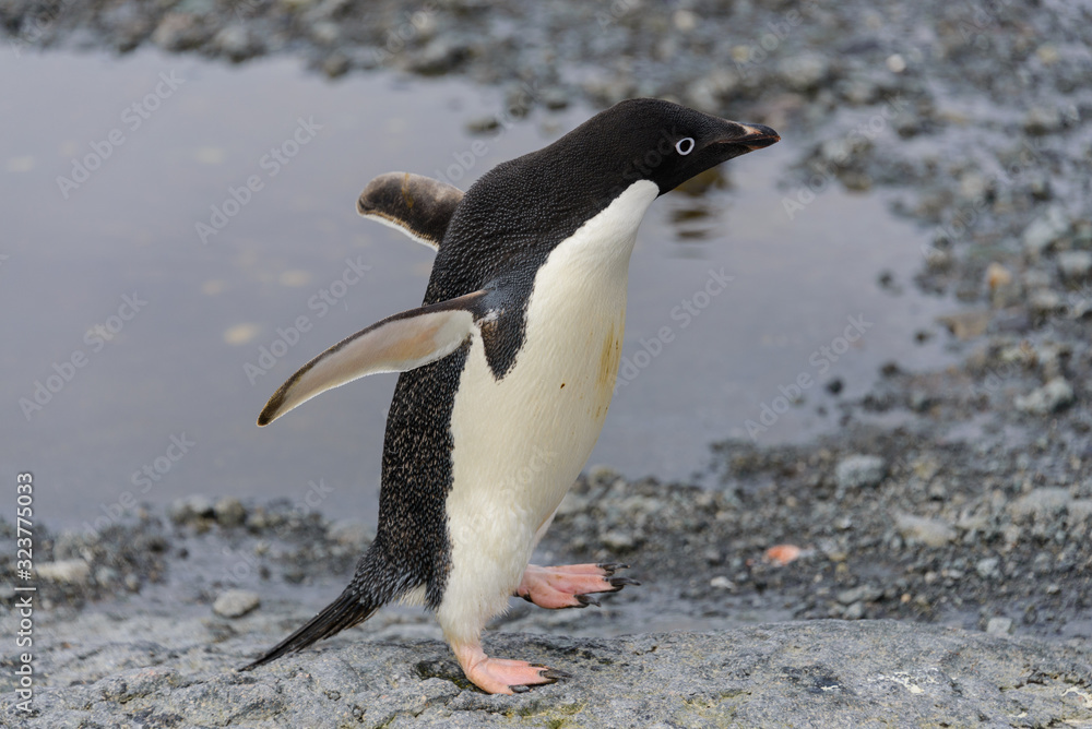 Fototapeta premium Adelie penguin going on beach in Antarctica