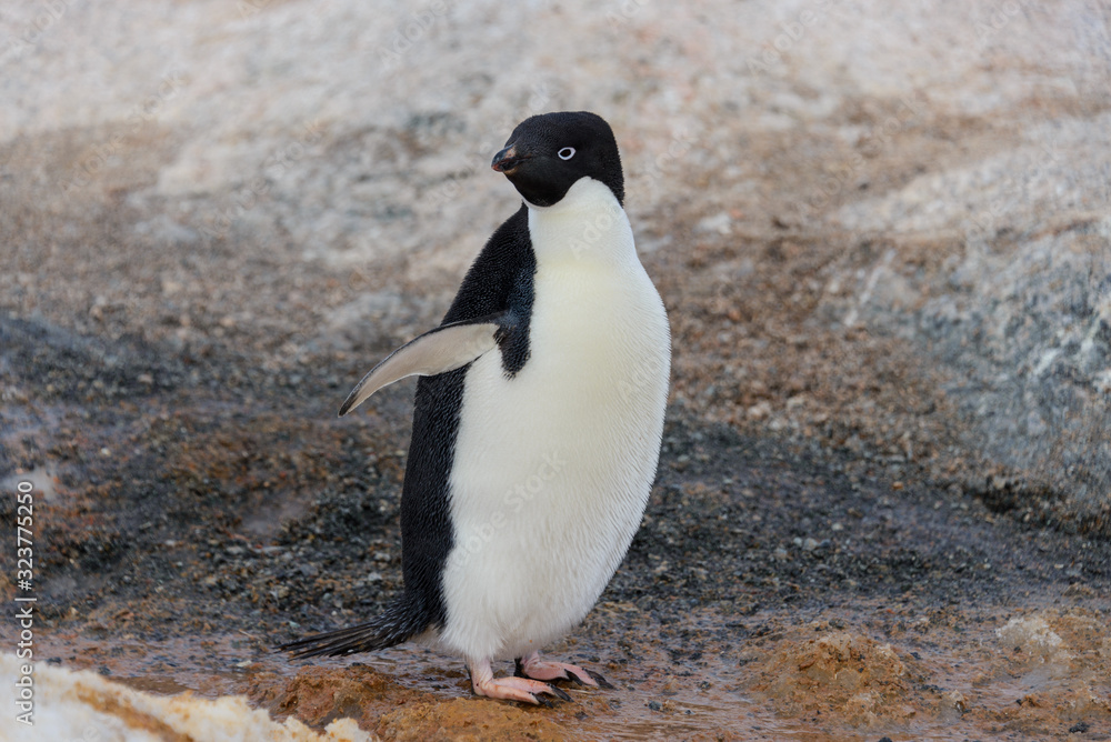 Naklejka premium Adelie penguin going on beach in Antarctica