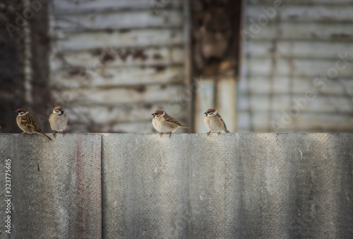 severe Russian sparrows sit on a slate fence.