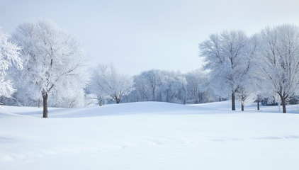 Trees in winter covered with hoar frost on a bright morning