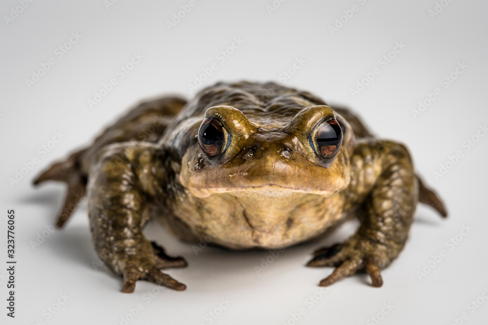 Sapo comun, bufo bufo, sobre fondo blanco Sapo comun, bufo bufo, sobre fondo blanco