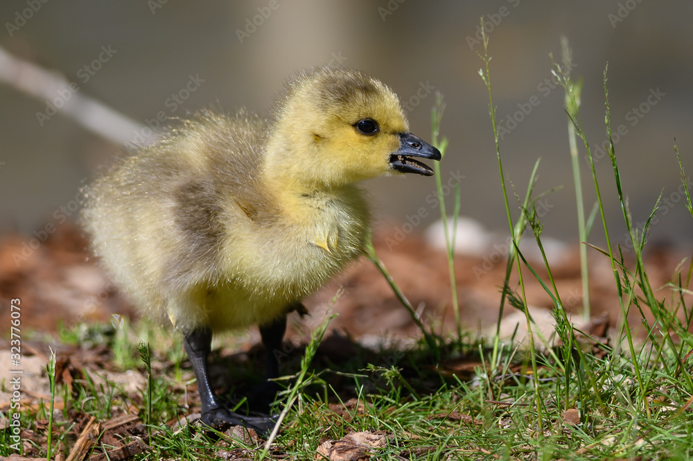 Newborn Goslings Learning to Complain, Argue, Scrabble and Squawk Newborn Goslings Learning to Complain, Argue, Scrabble and Squawk