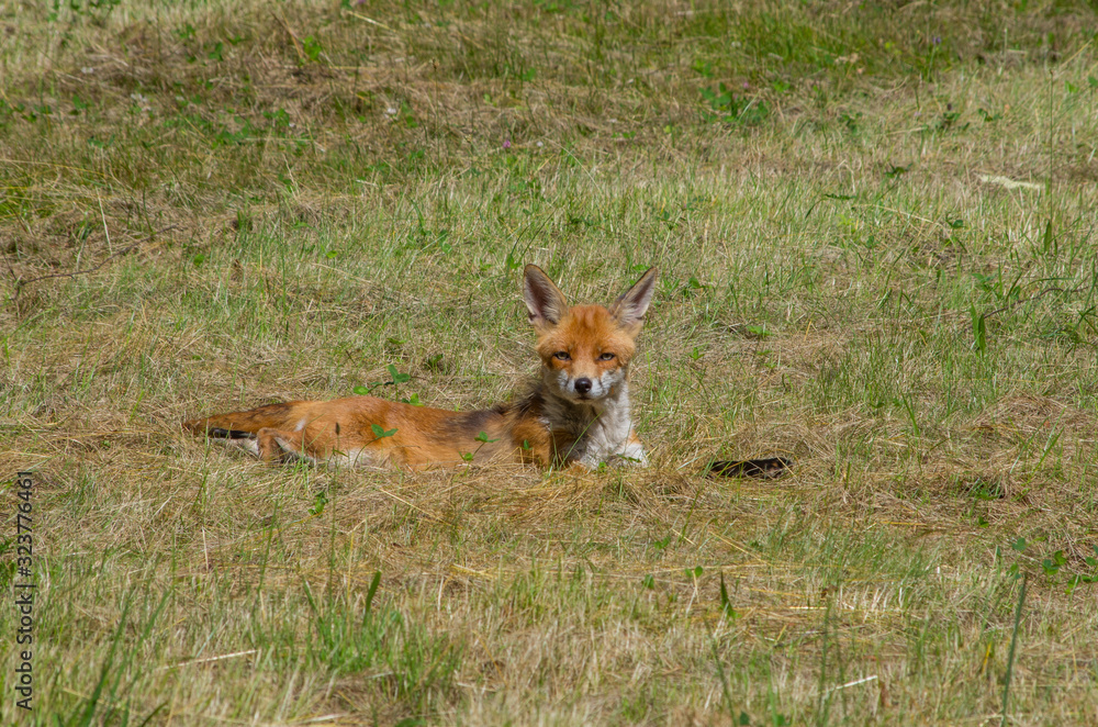 Red fox, Vulpes vulpes, in the meadow, wildife, Germany