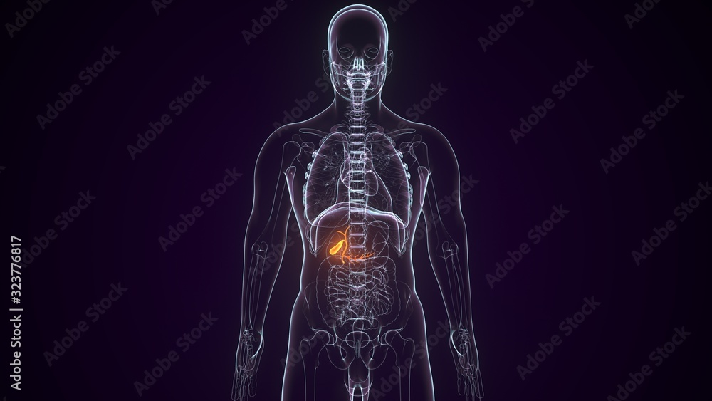 3d rendered medically accurate illustration of the gallbladder 3d rendered medically accurate illustration of the gallbladder