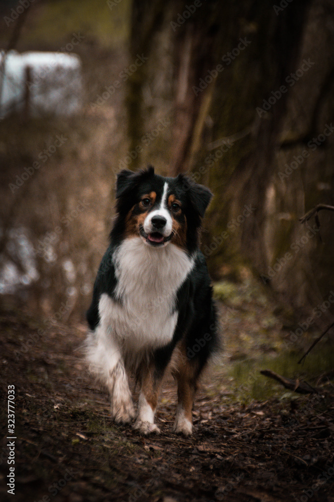 Portrait of Australian shepherd dog, who is standing in forest, mysterius atmosphere