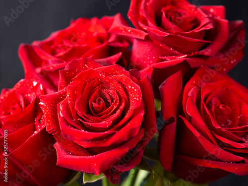 Red roses make up a bright floral background. Drops of water are visible on roses.
