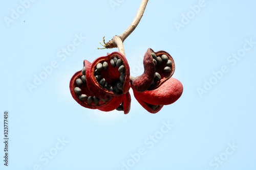 Sterculia Foetida Fruits on Tree photo