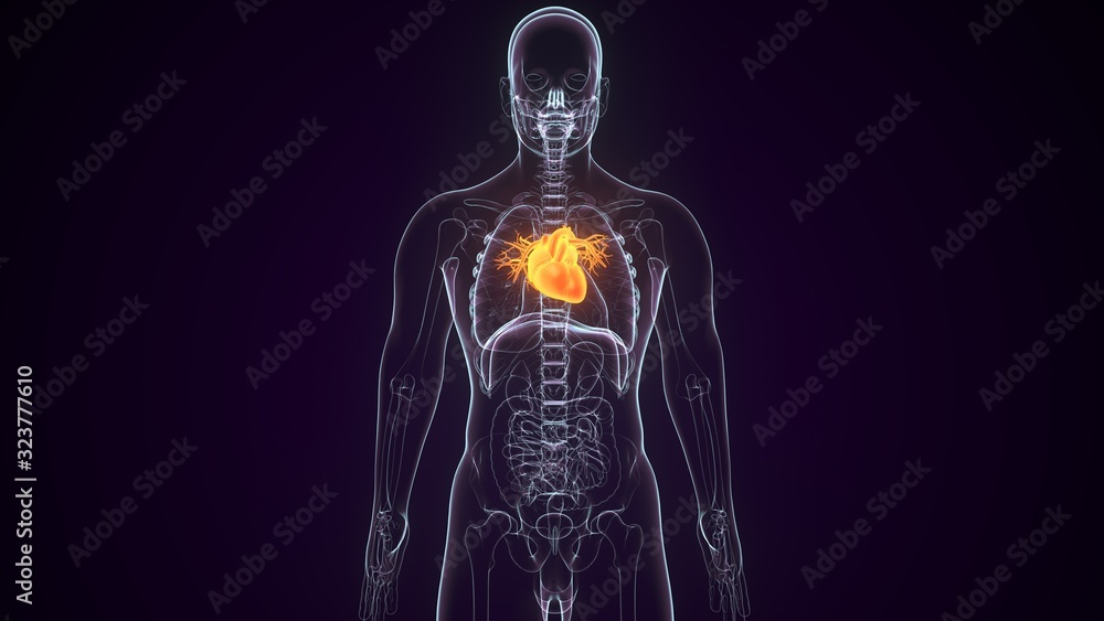 3D Illustration of Human Body Organs Heart Anatomy 3D Illustration of Human Body Organs Heart Anatomy