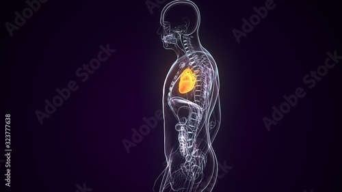 3D Illustration of Human Body Organs Heart Anatomy