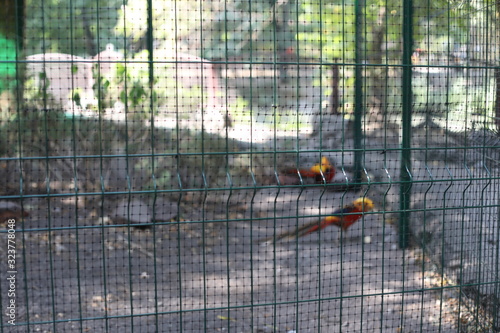 bird life in a cage of zoo garden