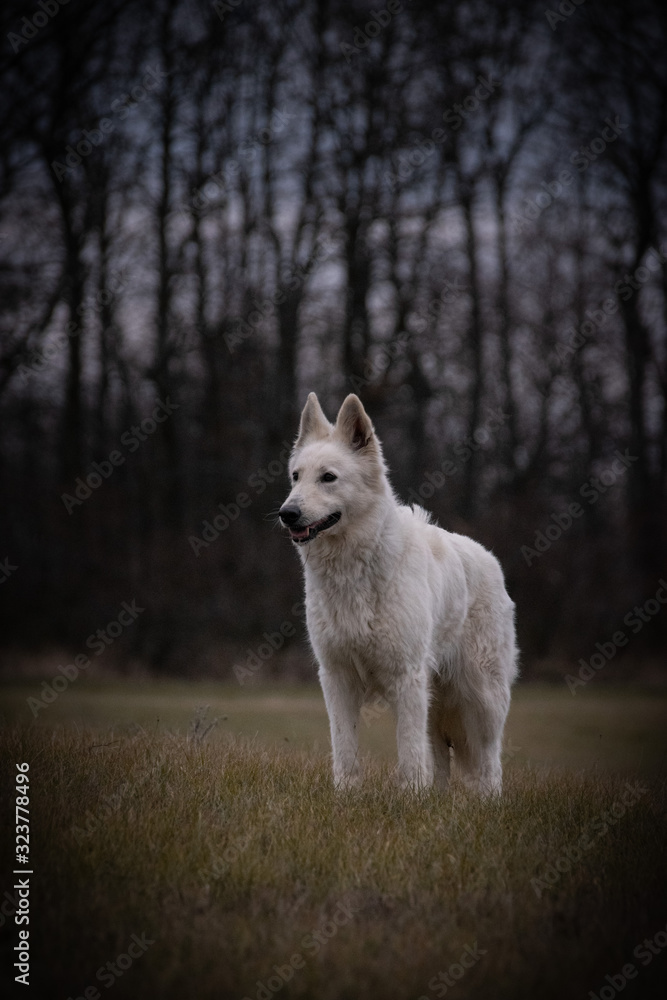 Obraz premium Portrait of white swiss shepherd dog, who is standing in front of forest. Photo in nature outdoor museum.