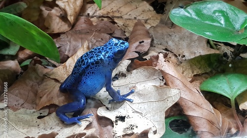 Bright blue poisonous frog on brown leaf