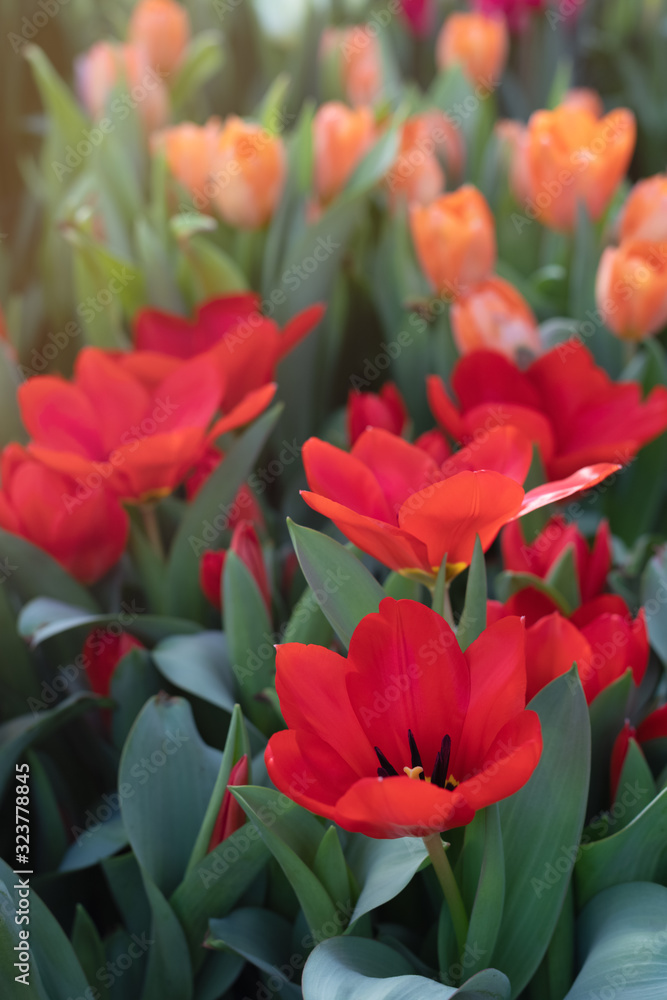 Colorful vivid fresh tulips flat lay background, selective focus Colorful vivid fresh tulips flat lay background, selective focus