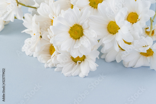 White chrysanthemums for holidays.