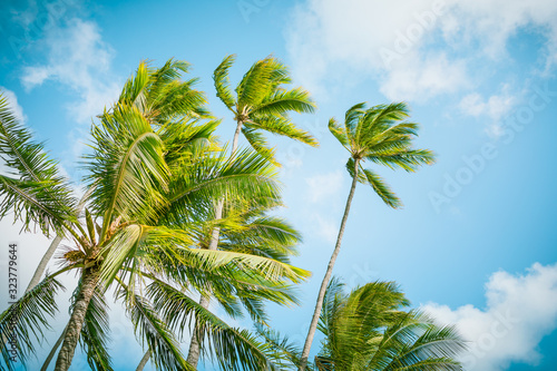 Branches of coconut palms under blue sky.