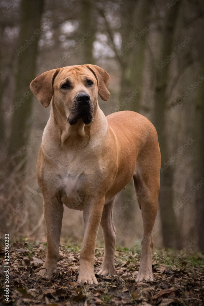 Portrait of boerboel dog, who is standing in forest, mysterius atmosphere, she is looking like forest monster who is hungry :)