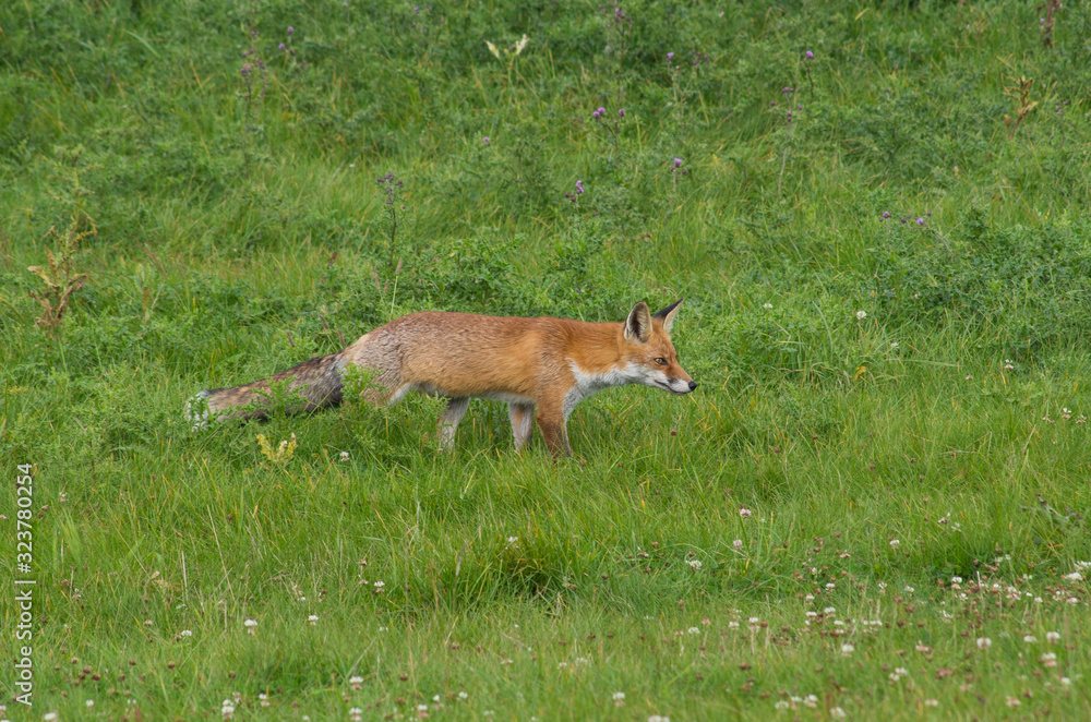 Red fox, Vulpes vulpes, in the meadow, wildife, Germany