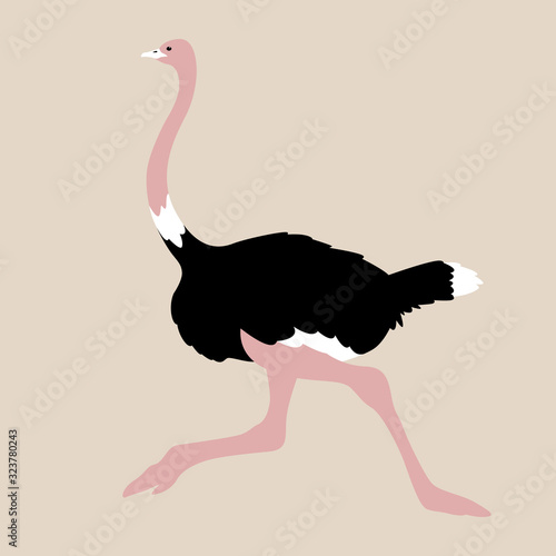 ostrich  bird, vector illustration, flat style , profile photo