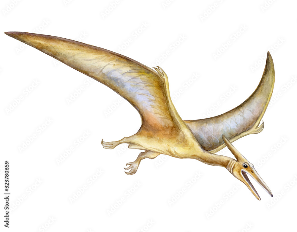 Pterodactyl Pteranodon Flying Isolated Over White Stock Illustration  14988157