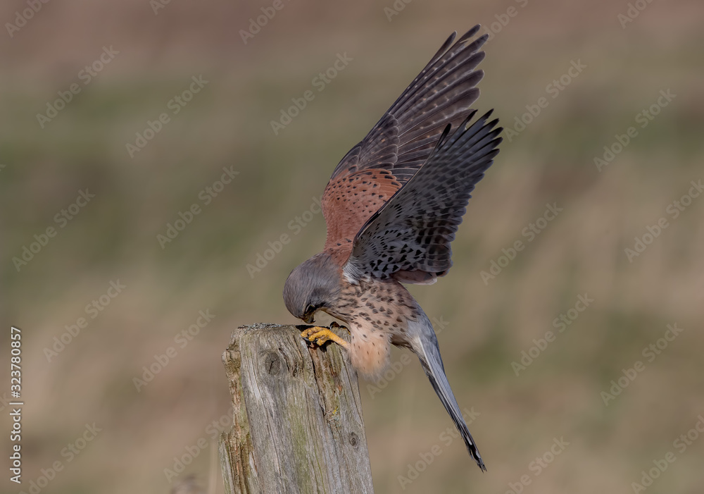 Fototapeta premium Kestrel Landing on Wooden Post