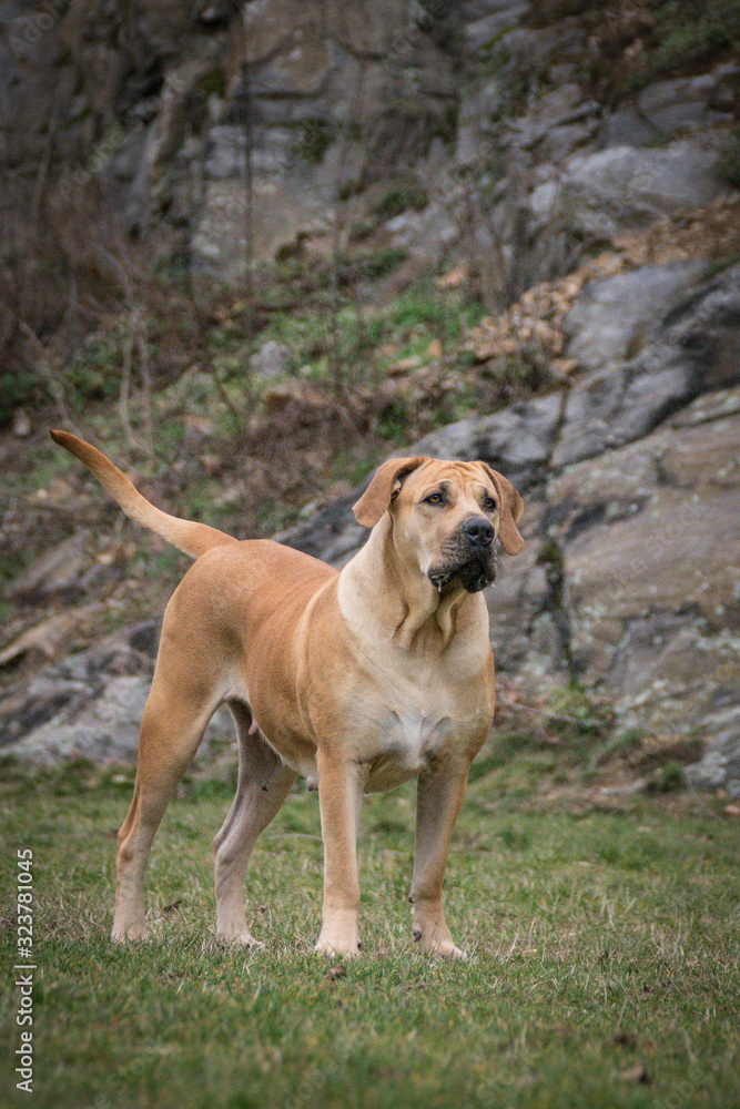 Portrait of Boerboel dog in outdoor museum. Photoshooting in small czech town outside museum. Portrait of Boerboel dog in outdoor museum. Photoshooting in small czech town outside museum.