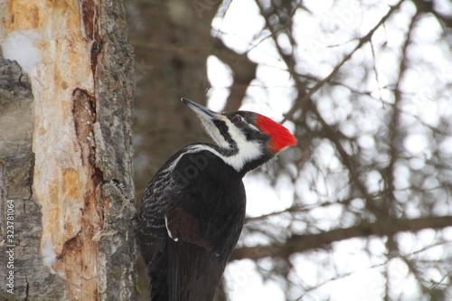 Pileated Woodpecker On The Tree, Whitemud Park, Edmonton, Alberta photo