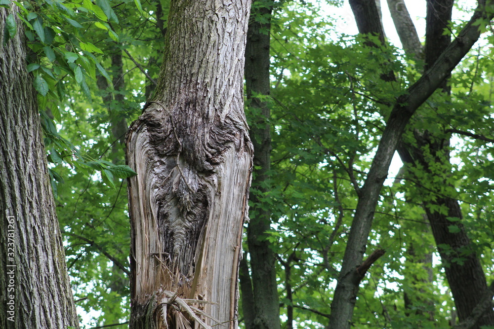 Fototapeta premium face in the tree