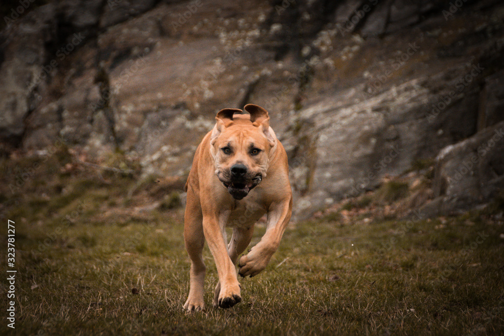 Autumn photoshooting with dog breed boerboel in the park. boerboel is running in nature. Autumn photoshooting with dog breed boerboel in the park. boerboel is running in nature.