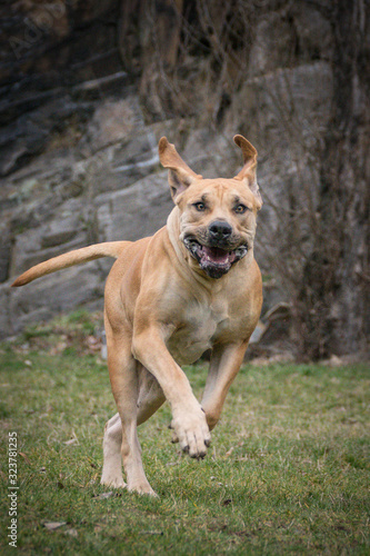 Autumn photoshooting with dog breed boerboel in the park. boerboel is running in nature. © doda