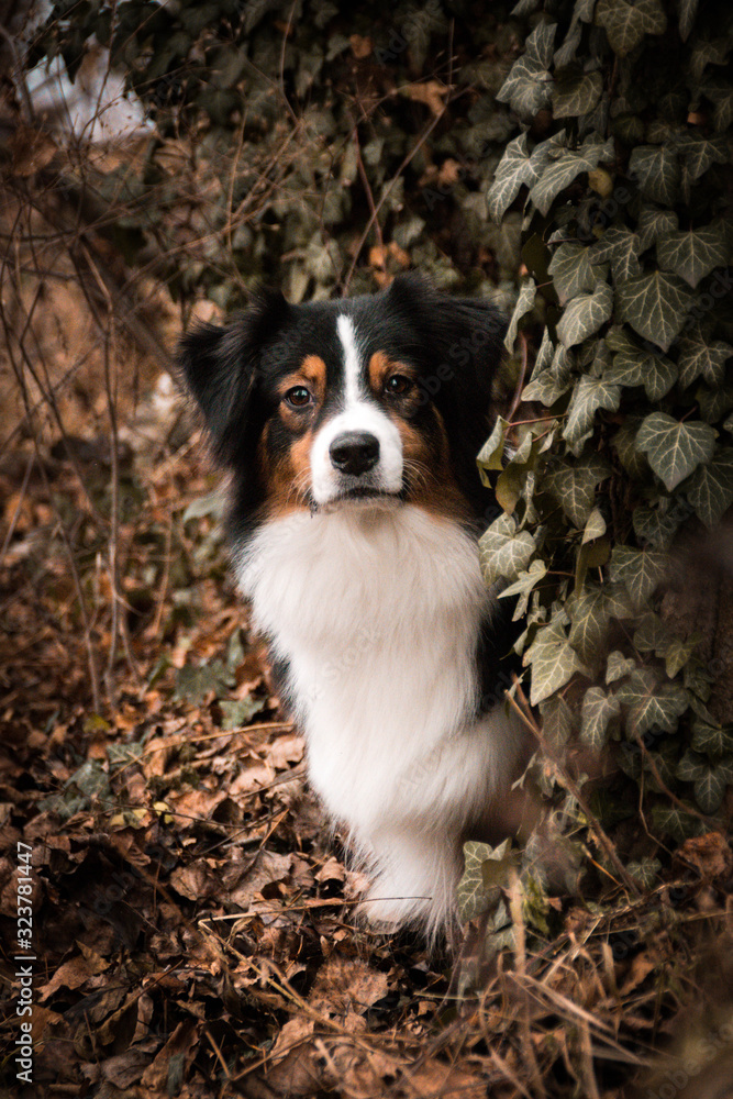 Portrait of australian shepherd in ivy leaves. So patient models. Photoshooting in autumn.