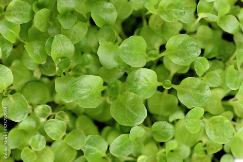 Young green leaves close up texture background. Microgreens concept