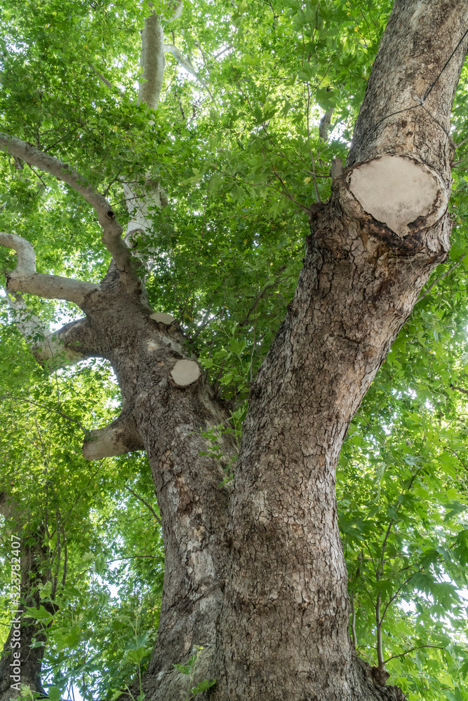 Obraz premium tree trunk, branches and green leaves in spring