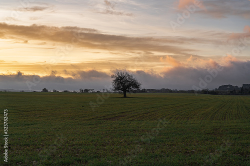 Tilled field with a leafless tree in the middle in the sunset
