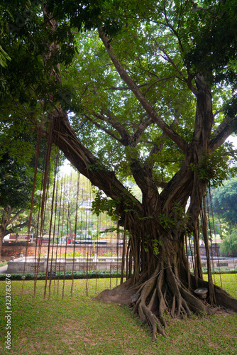 Old huge tree in the Beautiful Unesco Temple of Literature, Hanoi in Vietnam