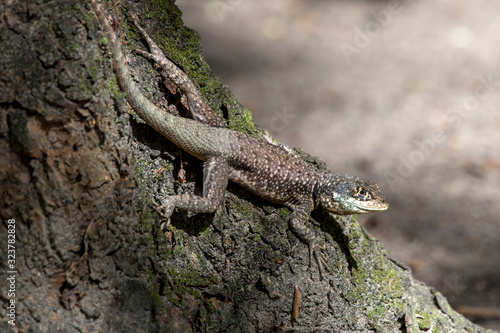 Amazon lava lizard photographed in Linhares, Espirito Santo. Southeast of Brazil. Atlantic Forest Biome. Picture made in 2015.