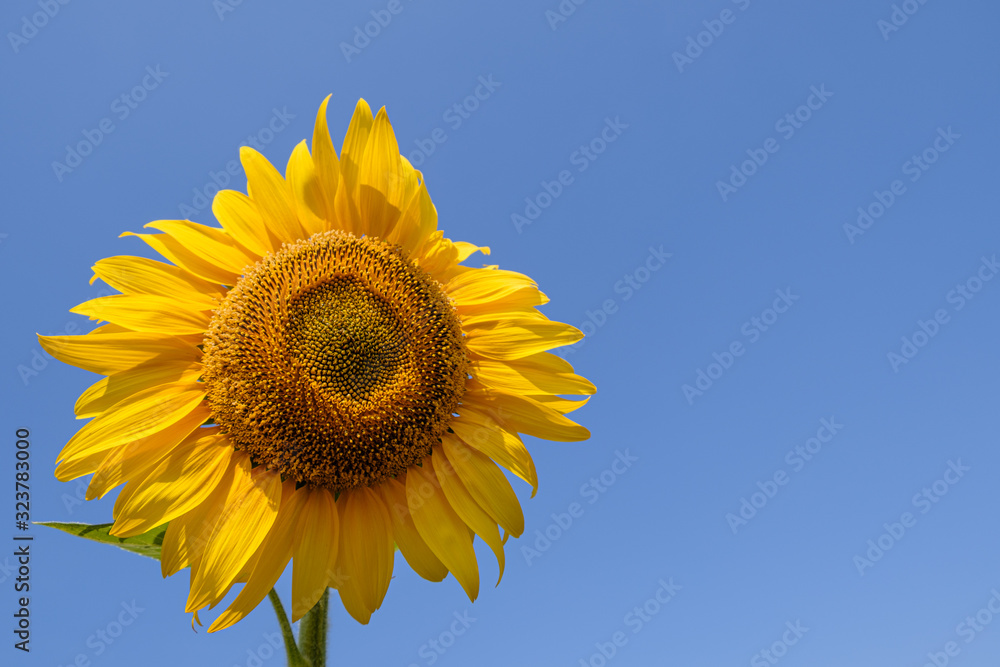 Bright yellow sunflowers on on blue sky background. Bright yellow sunflowers on on blue sky background.