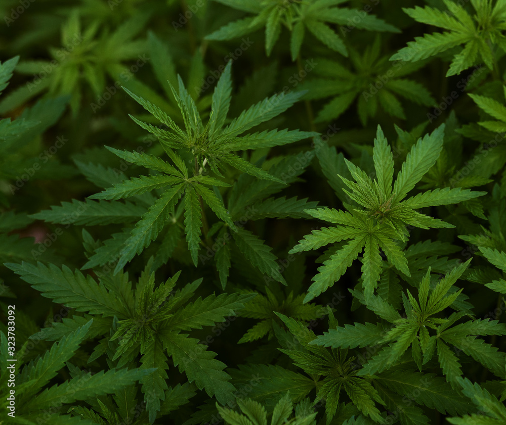 Background of young shoots of marijuana. Growing organic cannabis on the farm. Wallpaper of marijuana. Background of young shoots of marijuana. Growing organic cannabis on the farm. Wallpaper of marijuana.