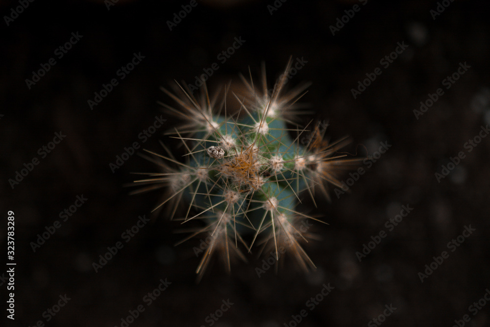 Fototapeta premium cactus round close-up on a dark background