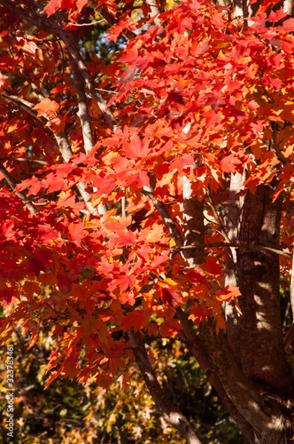 Closeup image featuring red autumn leaves as the early morning sun bathes them in light.