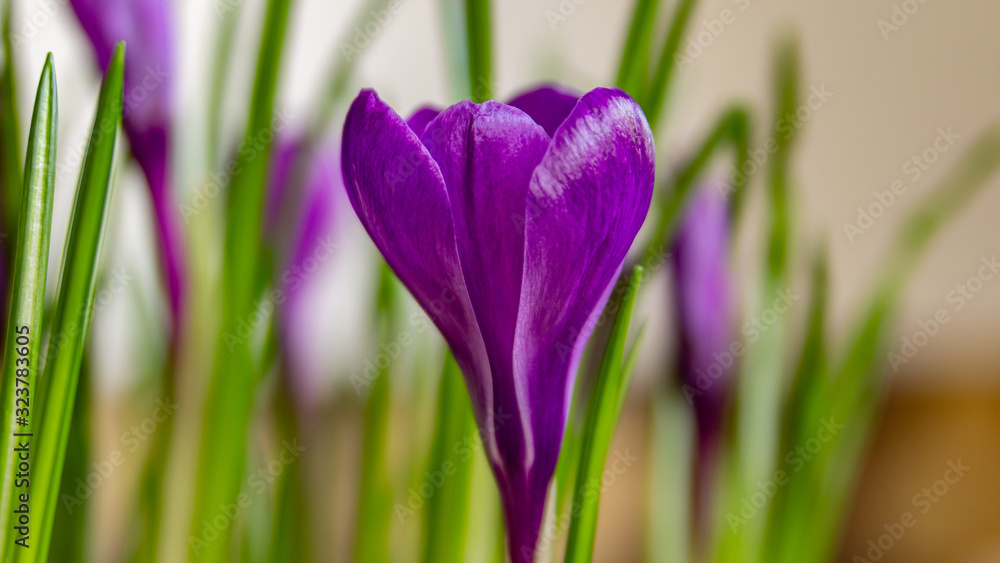 Wiosenny krokus Wiosenny krokus