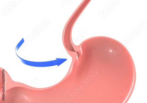 3D illustration of the human stomach, highlighting the duodenal sphincter and esophagus. With a blue arrow with movement pointing. photo
