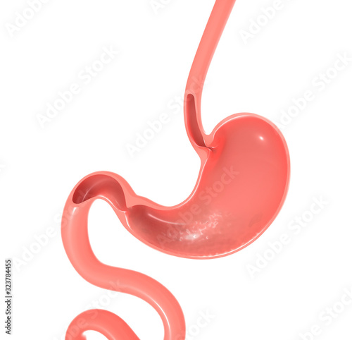 3D illustration of the anatomy of the human stomach, esophagus and intestine. Empty section showing the empty interior.