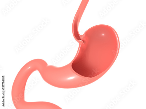 3D illustration of the anatomy of the human stomach, esophagus and intestine. Empty section showing the empty interior. photo