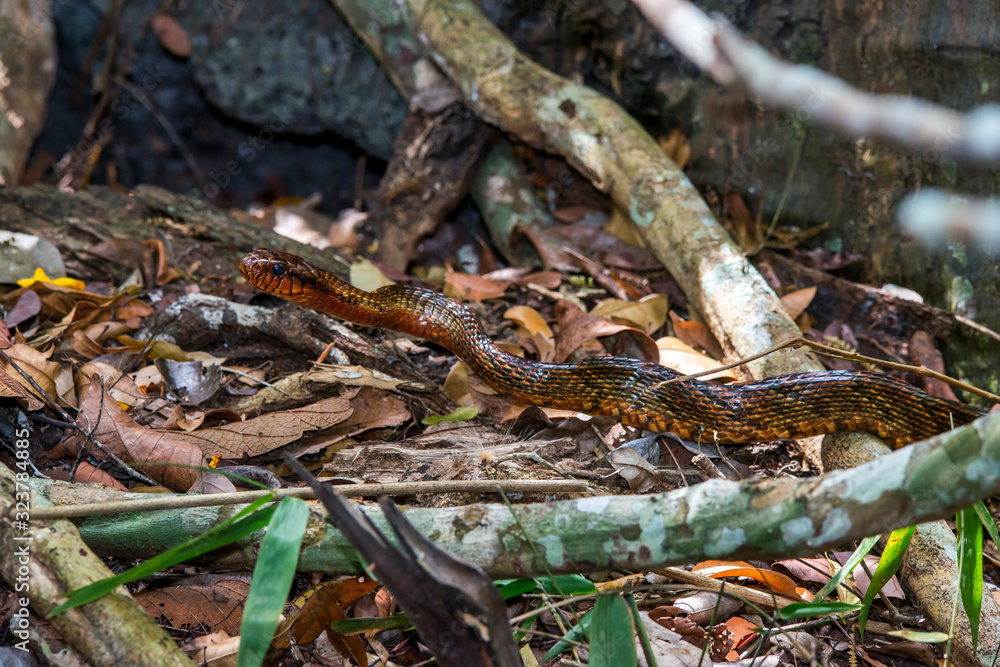 Yellow bellied Puffing Snake photographed in Linhares, Espirito Santo. Southeast of Brazil. Atlantic Forest Biome. Picture made in 2015. Yellow bellied Puffing Snake photographed in Linhares, Espirito Santo. Southeast of Brazil. Atlantic Forest Biome. Picture made in 2015.
