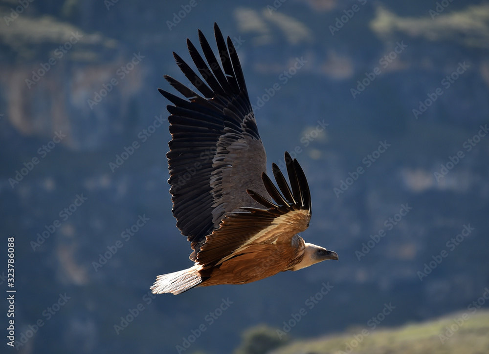 Fototapeta premium buitre leonado volando