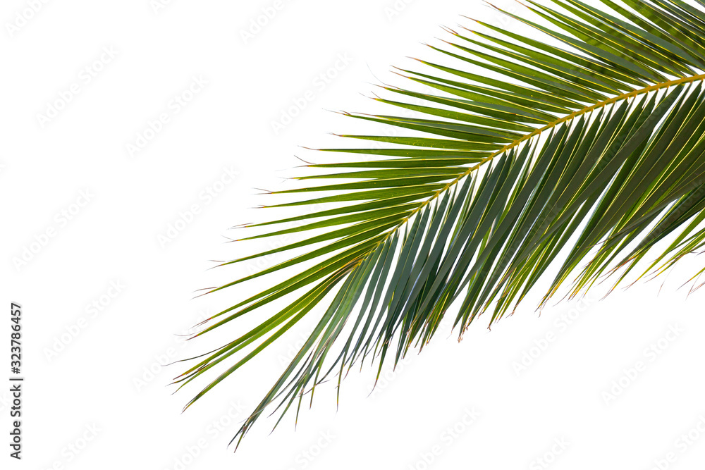 Fototapeta premium Green leaf of a palm tree isolated on white