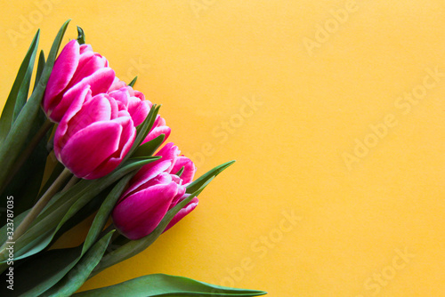 Fototapeta Naklejka Na Ścianę i Meble -  Pink tulips on yellow background selective focus