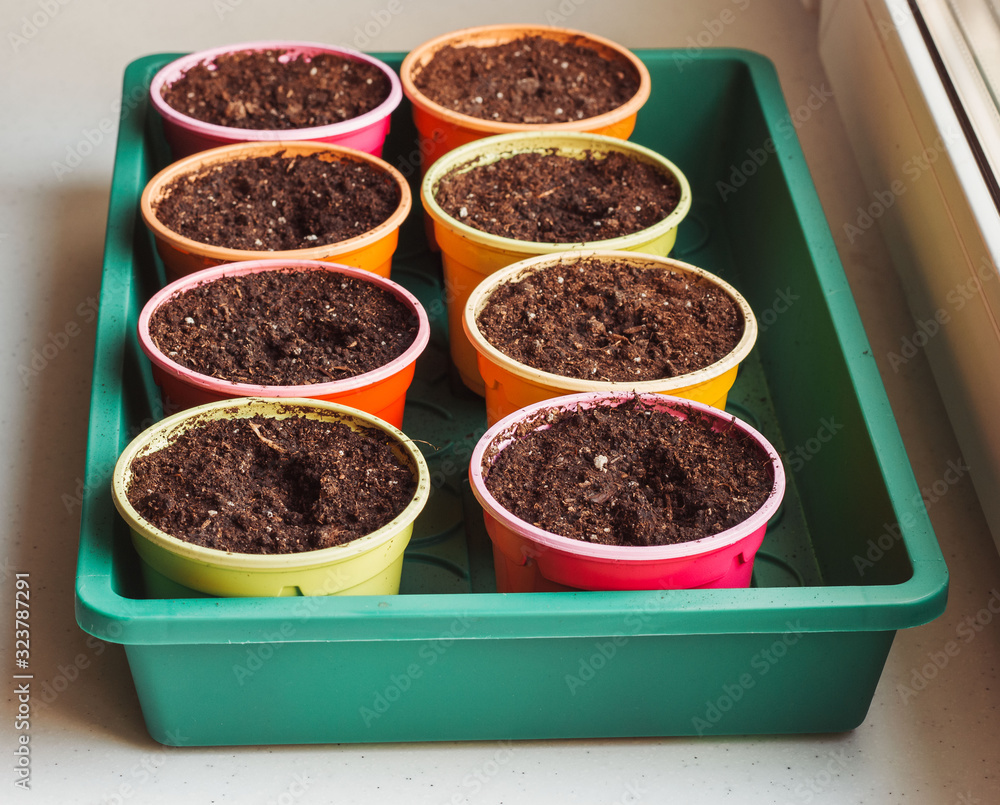 Colorful plastic pots for seedlings. Bright round containers for