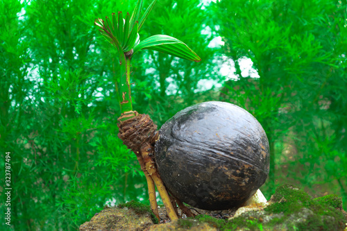 coconut trees are made into small