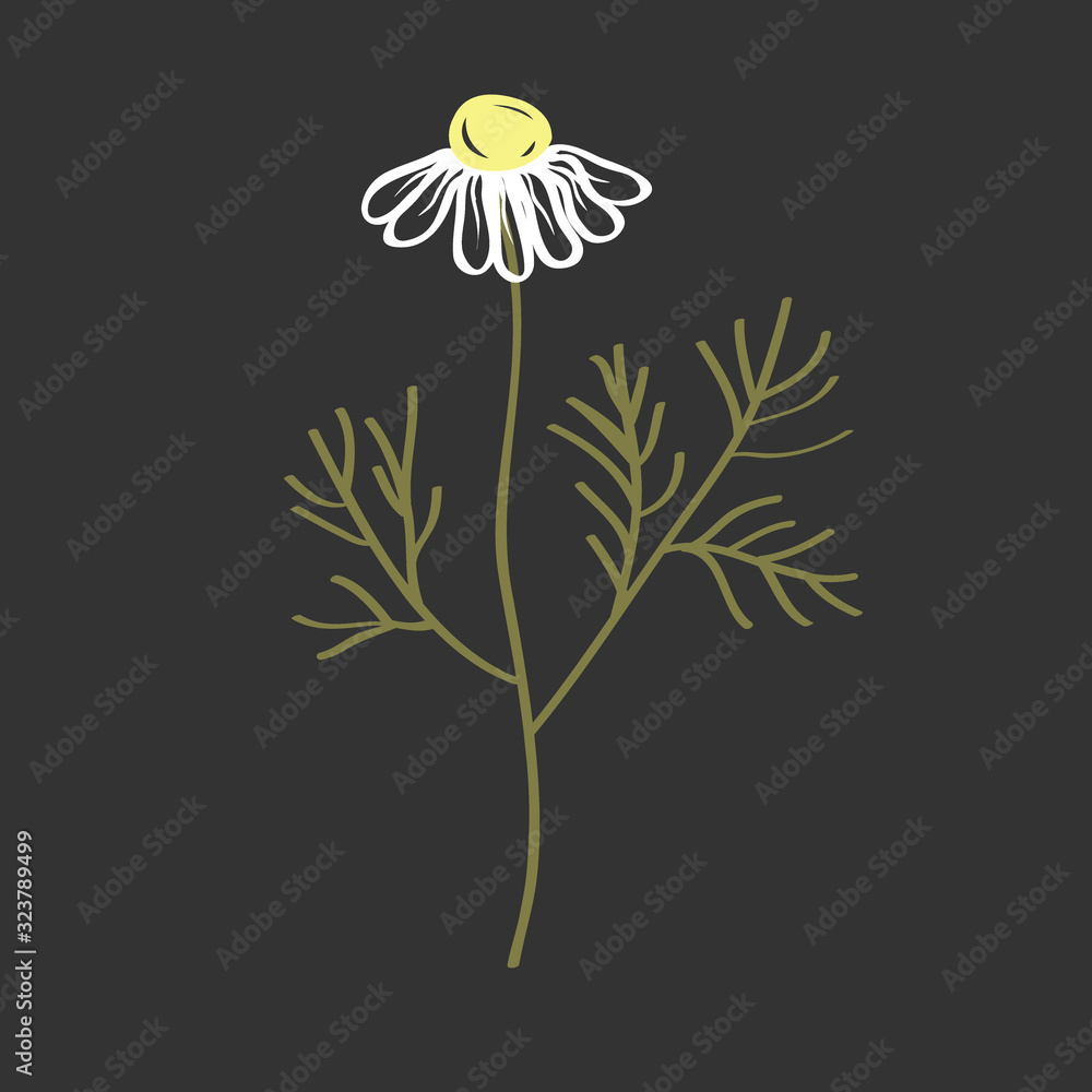 Doodle vector of Chamomile Flower. Hand drawn Symbol of Love, White ...